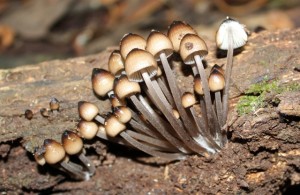 Fungi#10g (640x417)