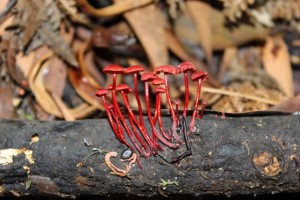 Fungi#14g (640x427)